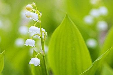 夏日游戏节：治愈系冒险《鹿与男孩》公布首支预告